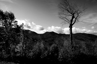 Lone Tree