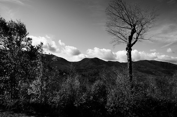 Lone Tree